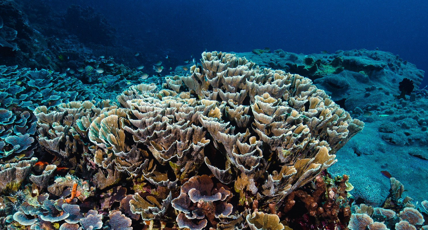 Mesophotic corals on the Great Barrier Reef. 