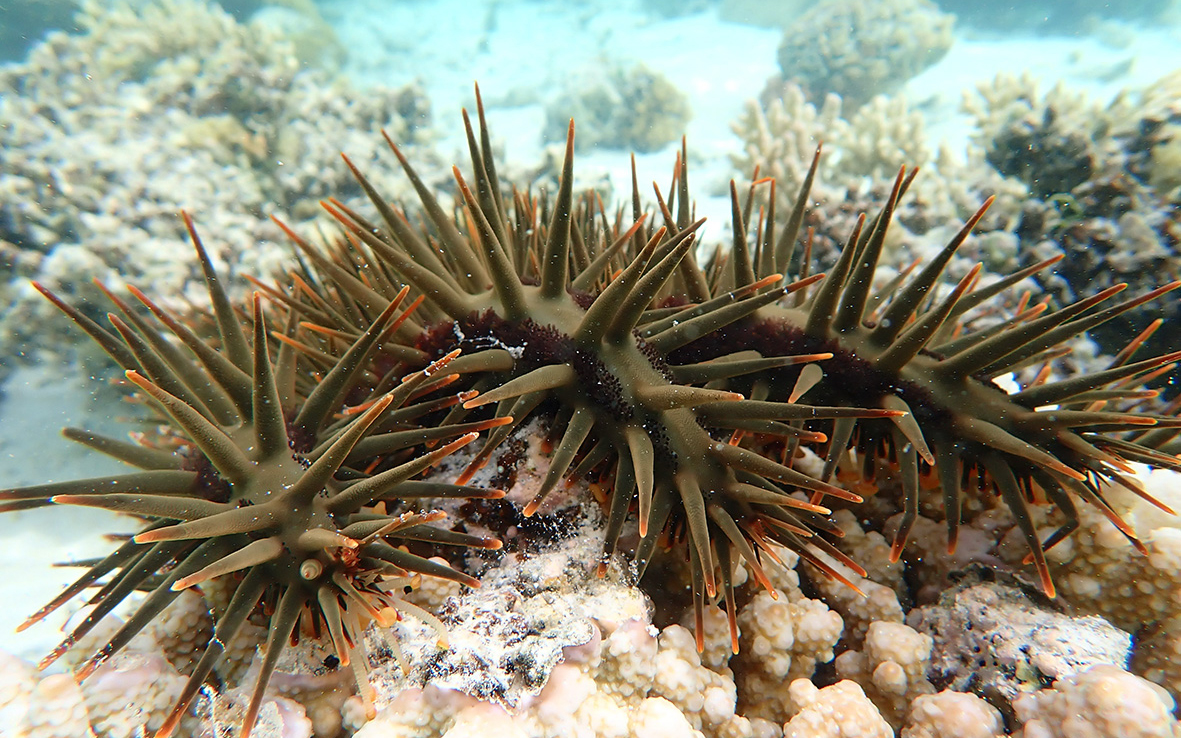 Underwater shot of the crown-of-thorns starfish