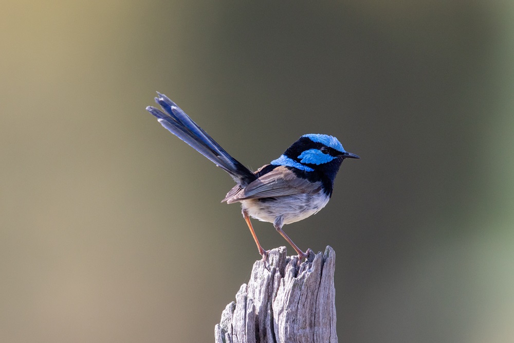 Photo of a blue superb fairywren bird