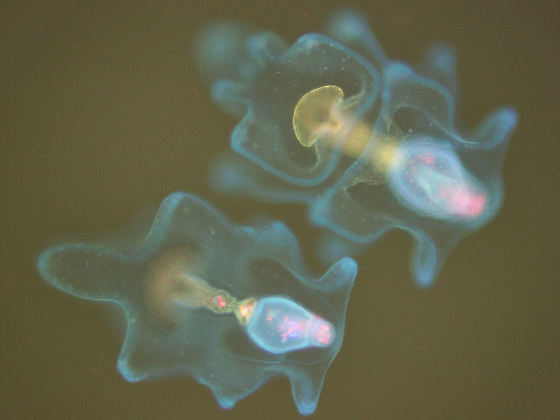 Two-week old crown-of-thorns starfish larvae under a florescence microscope. The tiny red/pink dots are microalgae food in their stomach.