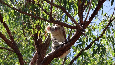 Koala