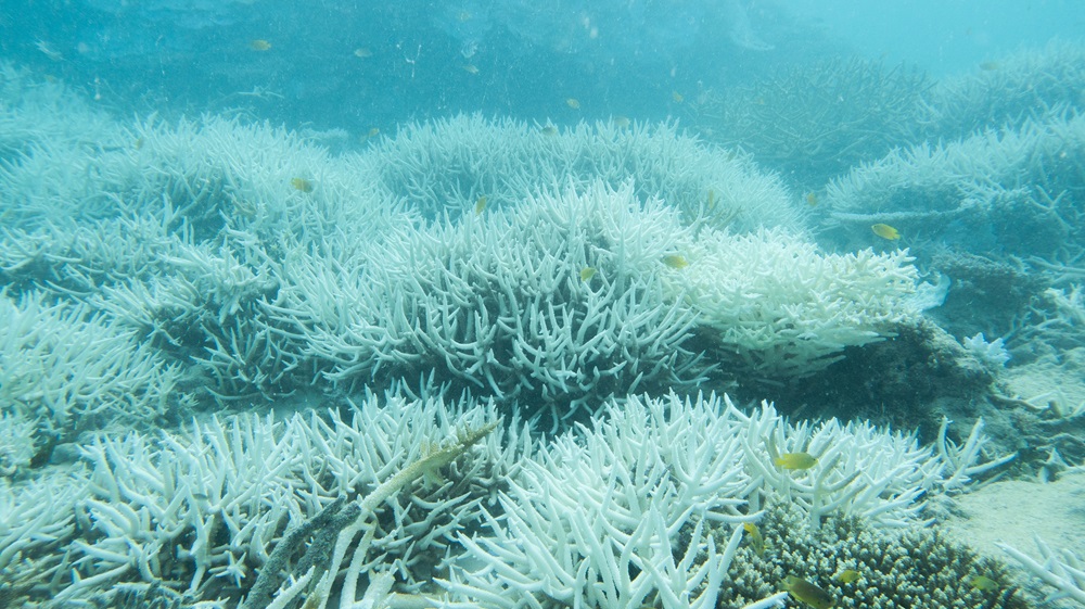 Underwater photo of coral bleaching