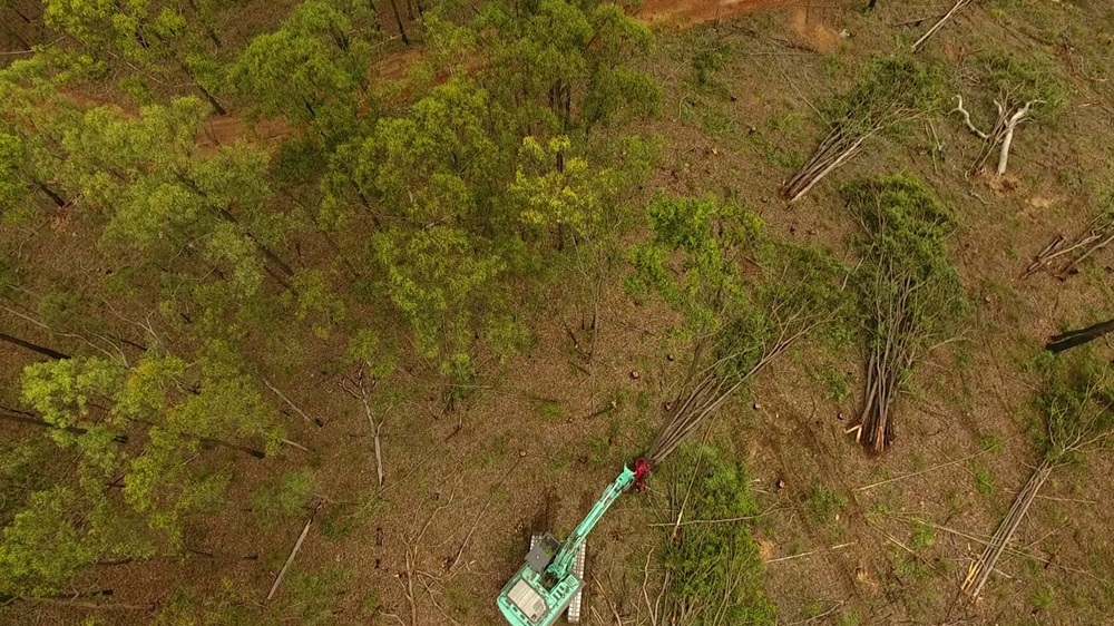 Tree by tree land clearing for housing