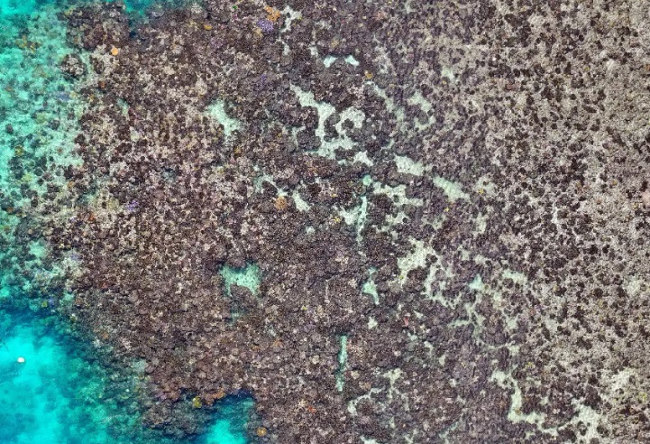 A photo showing the extent of coral bleaching