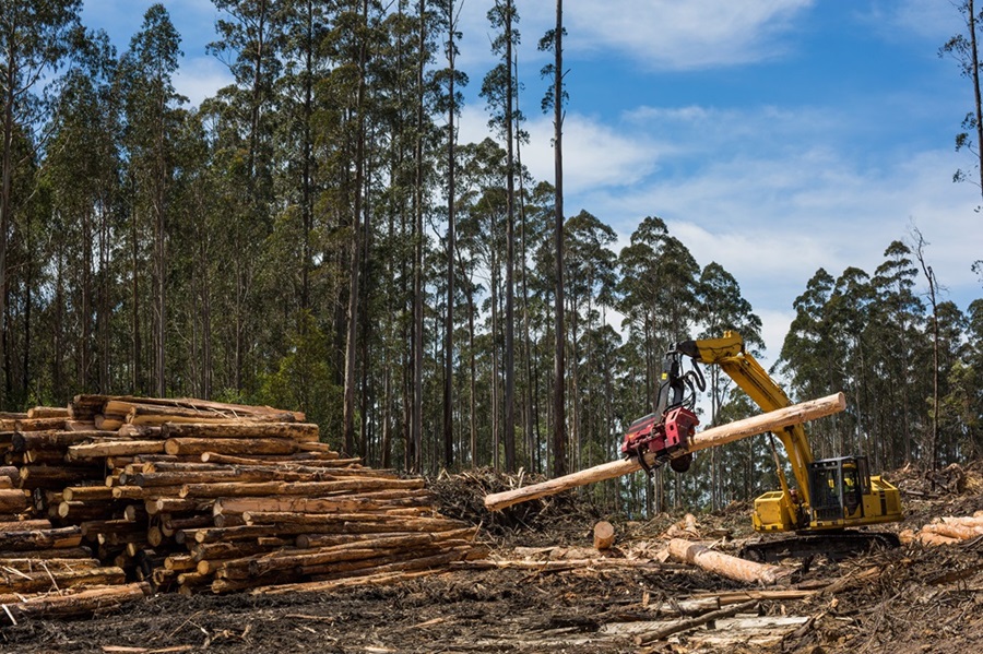 View of forestry equipment moving timber at a coupe in Victoria Australia