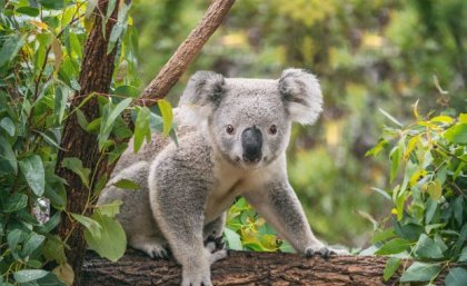 Koala