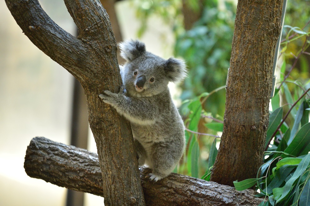 Koala resting on a tree