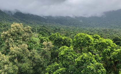 Rainforest