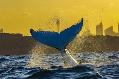 Whale
