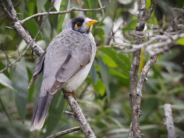 Noisy miner
