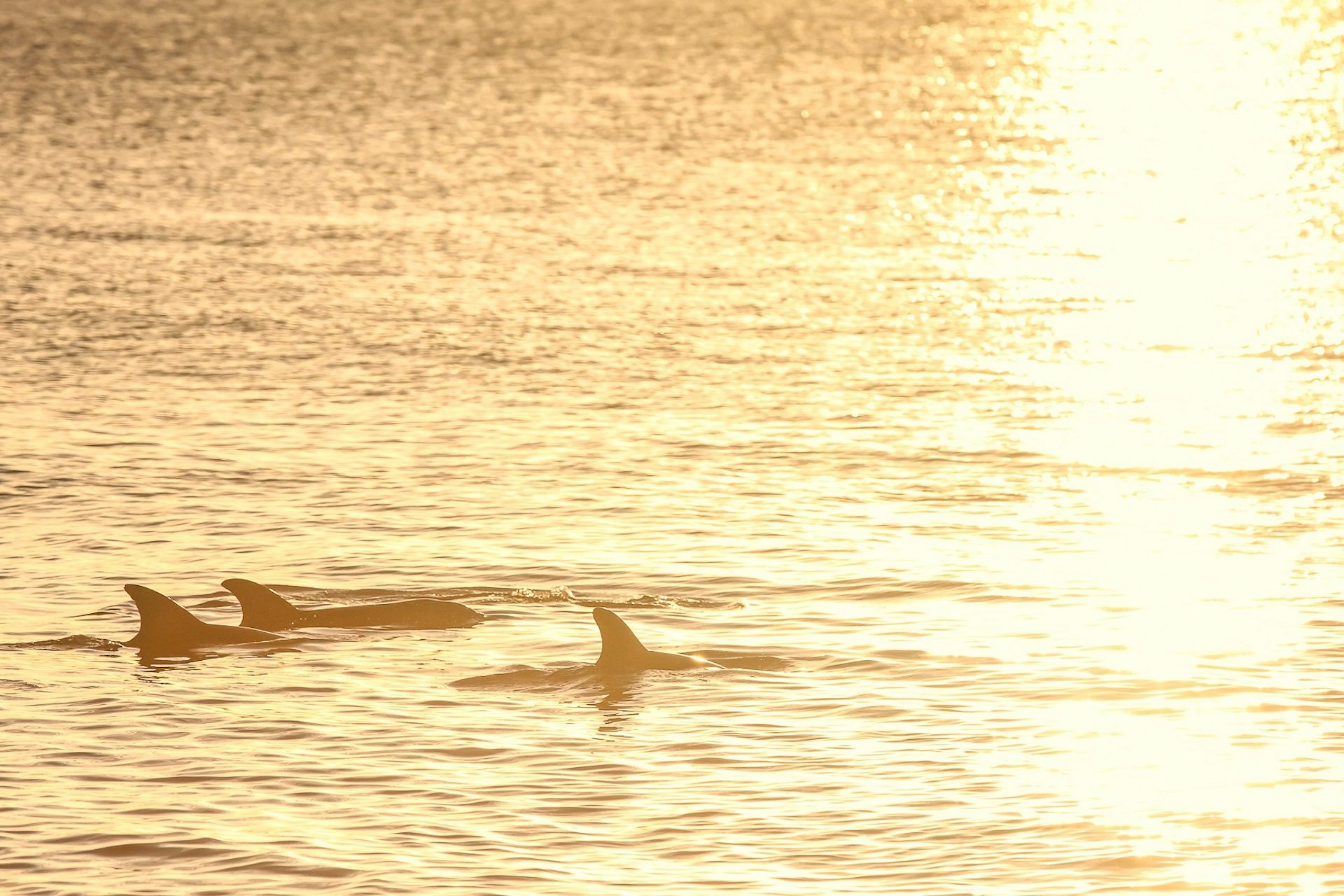 Dolphins