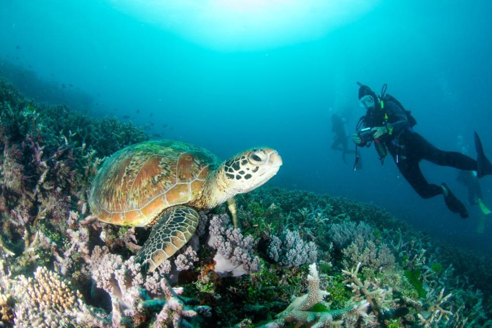 Turtle