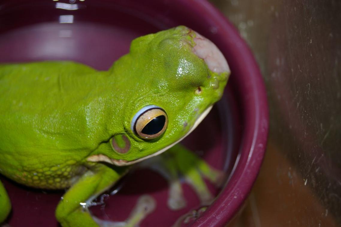 Frog cancer