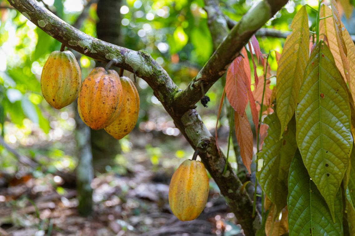 Cocoa beans