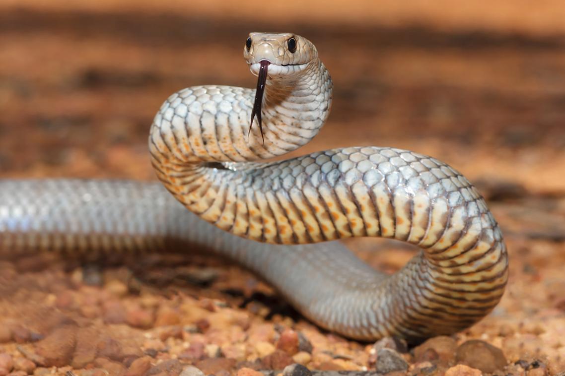 Snake