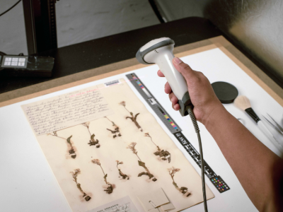 Digitising plants at Kew