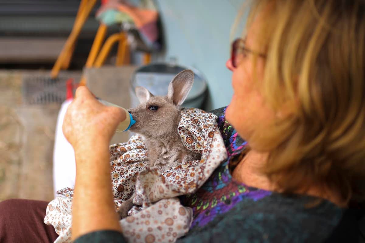 Wildlife carer with a joey