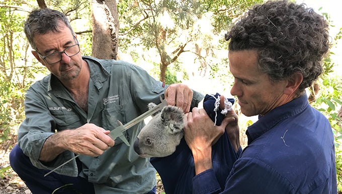 researchers and a koala