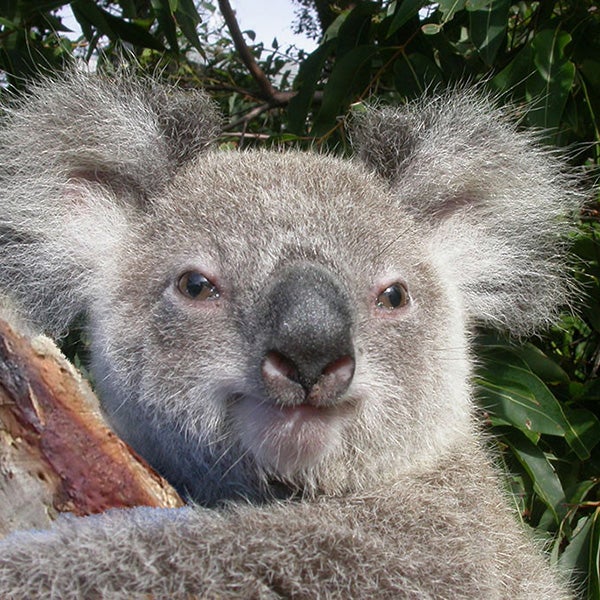 koala