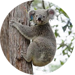 koala in a tree