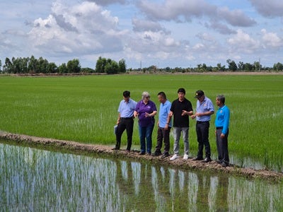 Rice farmers looking across their fields with UQ researcher