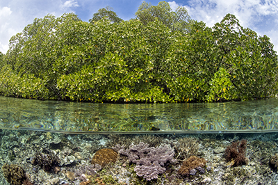 Coral underwater