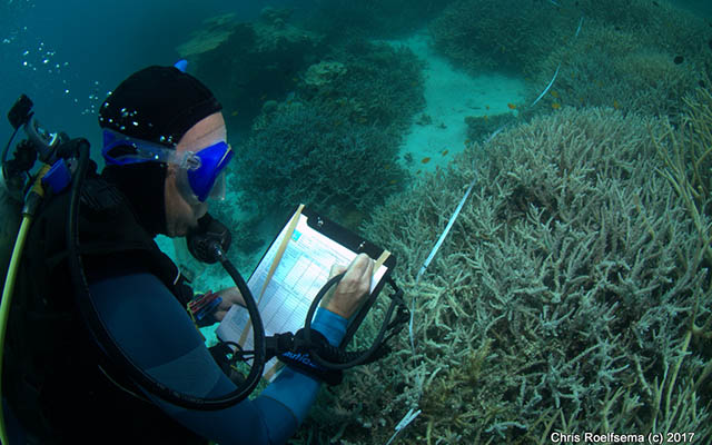 Diver collecting data in field - courtesy Chris Roelfsema