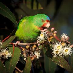 The Australian Threatened Species Index