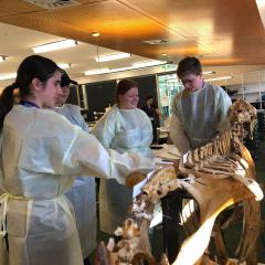 Students with cow model