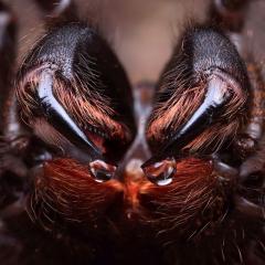 Funnel-web spider. Img credit: Michael Duncan