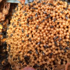 Stingless bees