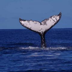 Whale