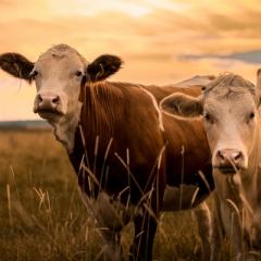 Cows