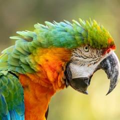 Parrot