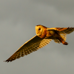 grass owl flying