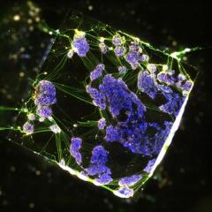 quantum image