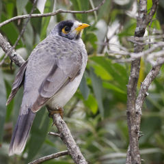 Noisy miner