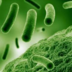 microbiome illustration