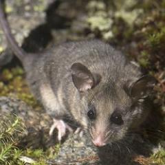 Mountain pygmy-possum