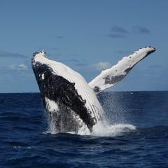 Whale breach