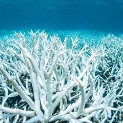 Bleached coral