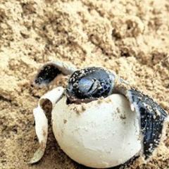 Turtle