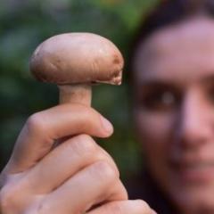 Mushroom