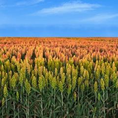 Sorghum