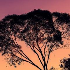 Eucalyptus tree