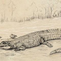 Croc