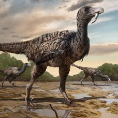 Illustration of a raptor