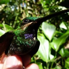 Black-throated brilliant. Image credit: Pablo Negret