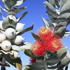 Eucalyptus macrocarpa