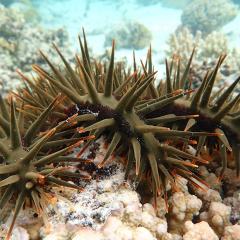 Underwater shot of the crown-of-thorns starfish